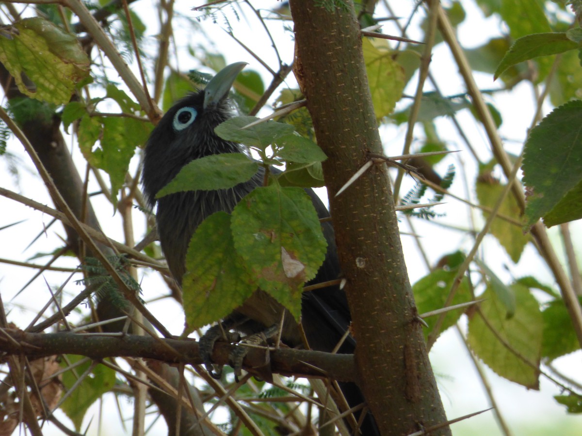 Blue-faced Malkoha - Ashok Kalburgi