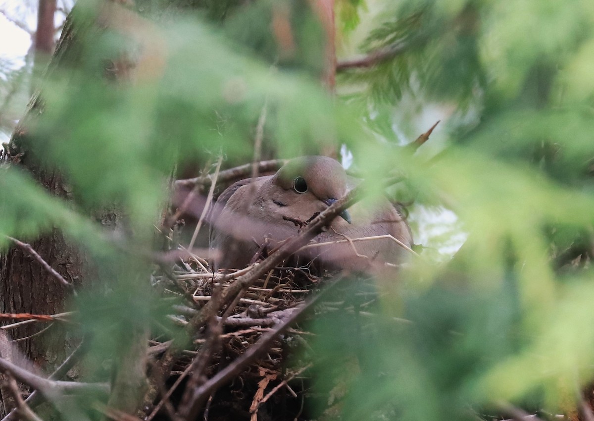 Mourning Dove - Lynda Noel