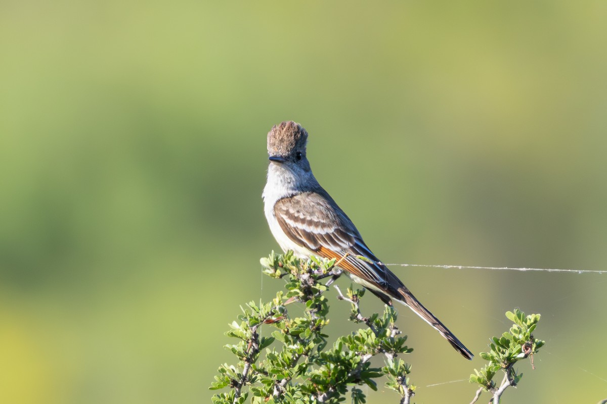 Ash-throated Flycatcher - Michael Henry