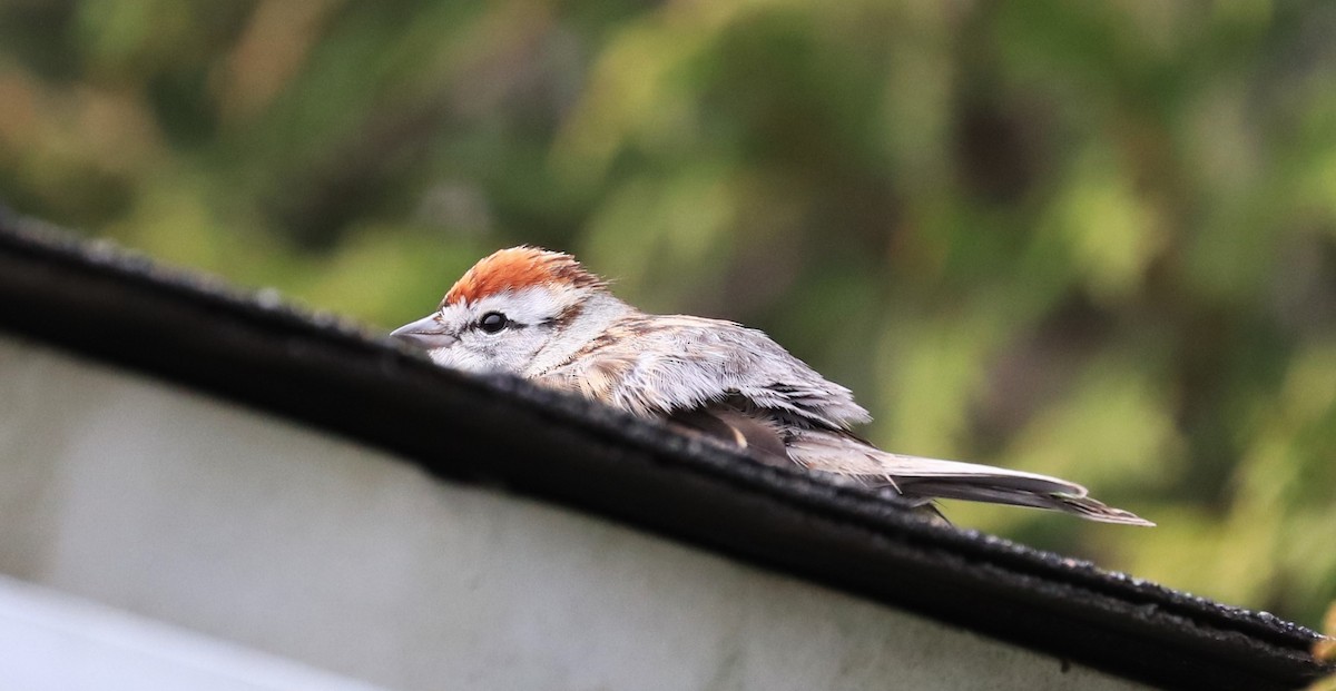 Chipping Sparrow - Lynda Noel