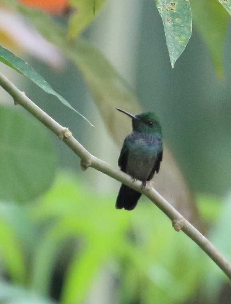 Blue-chested Hummingbird - Braden Collard