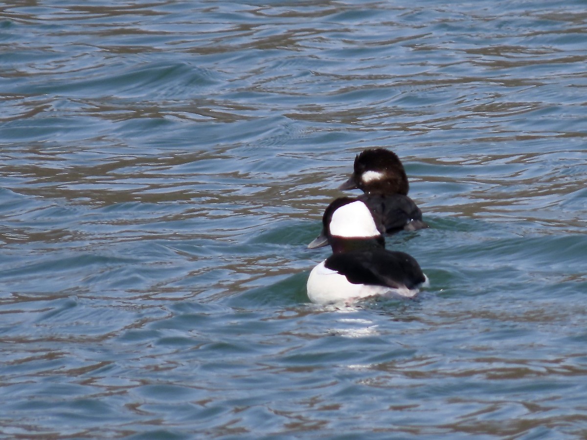 Bufflehead - Marjorie Watson