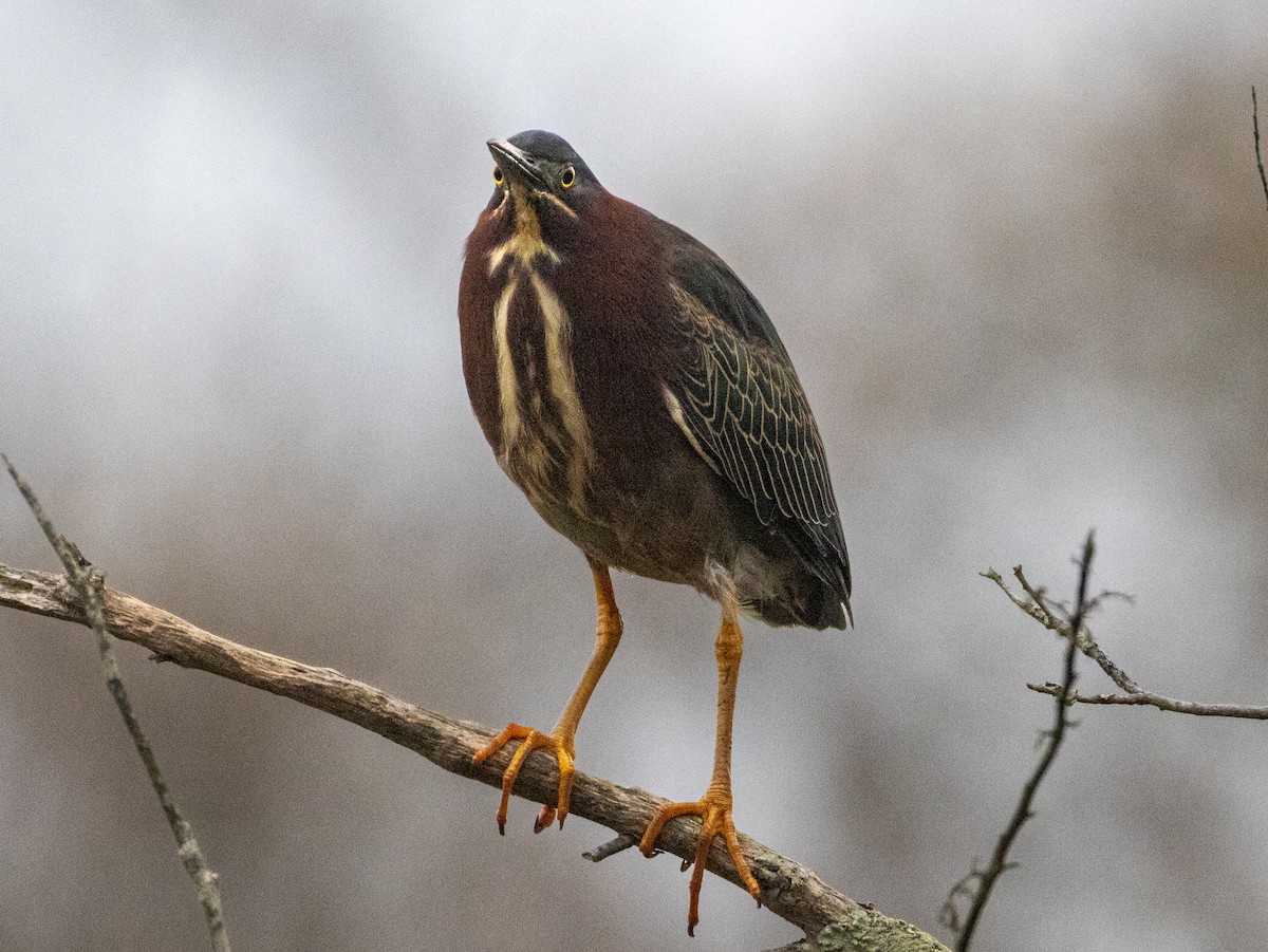 Green Heron - L&J Meyer