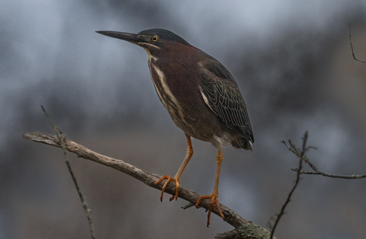 Green Heron - L&J Meyer