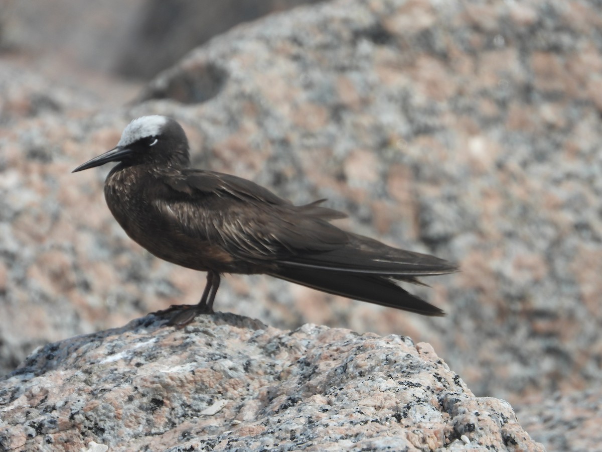 Black Noddy - Terry  Little