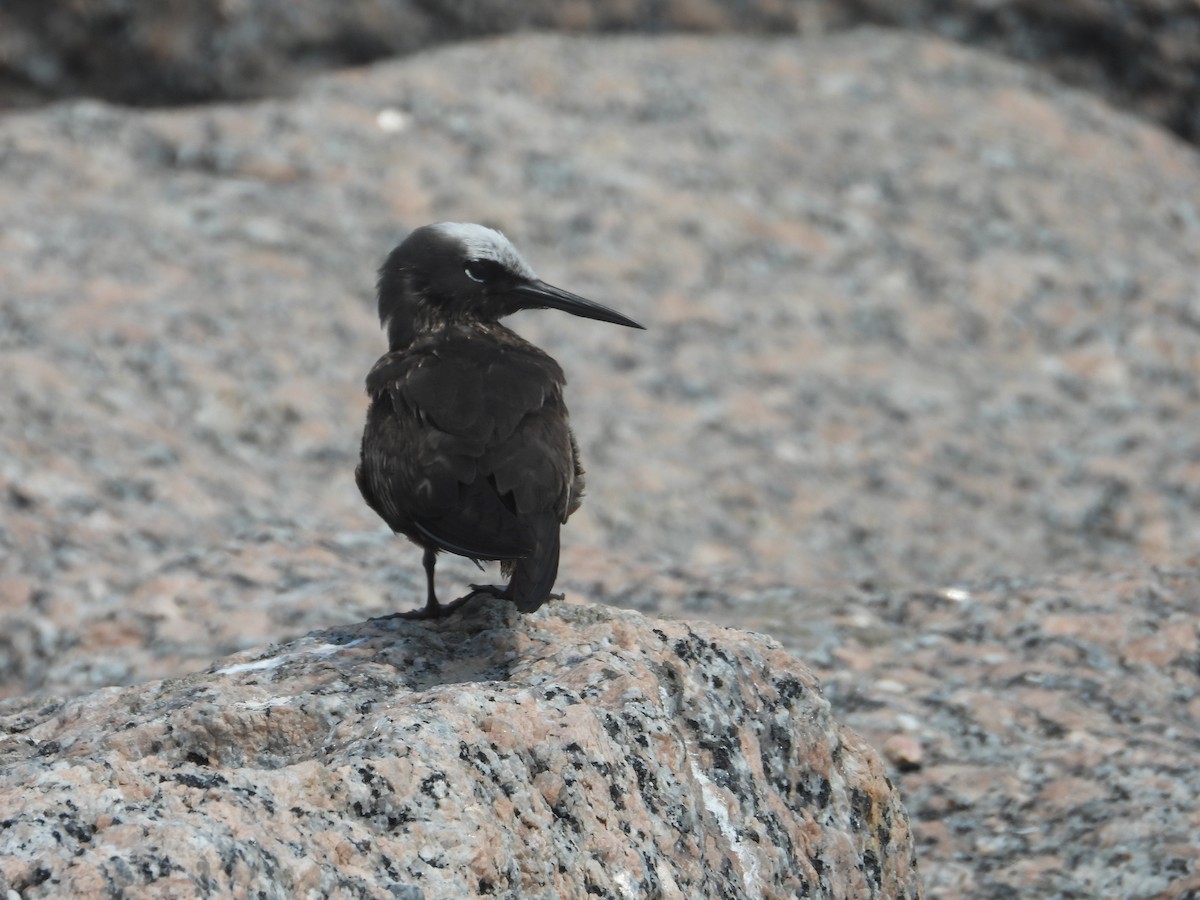 Black Noddy - Terry  Little