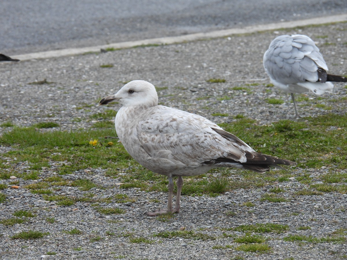 Herring Gull - Trish Berube