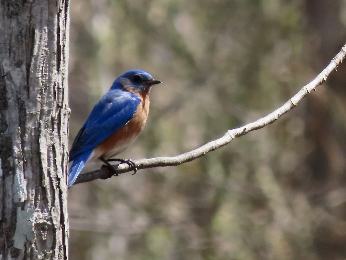 Eastern Bluebird - ML618118108