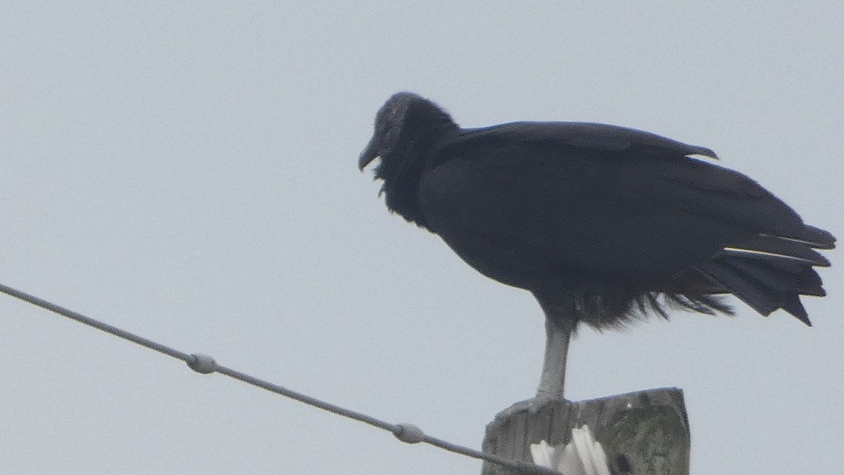 Black Vulture - Lynn Hollerman