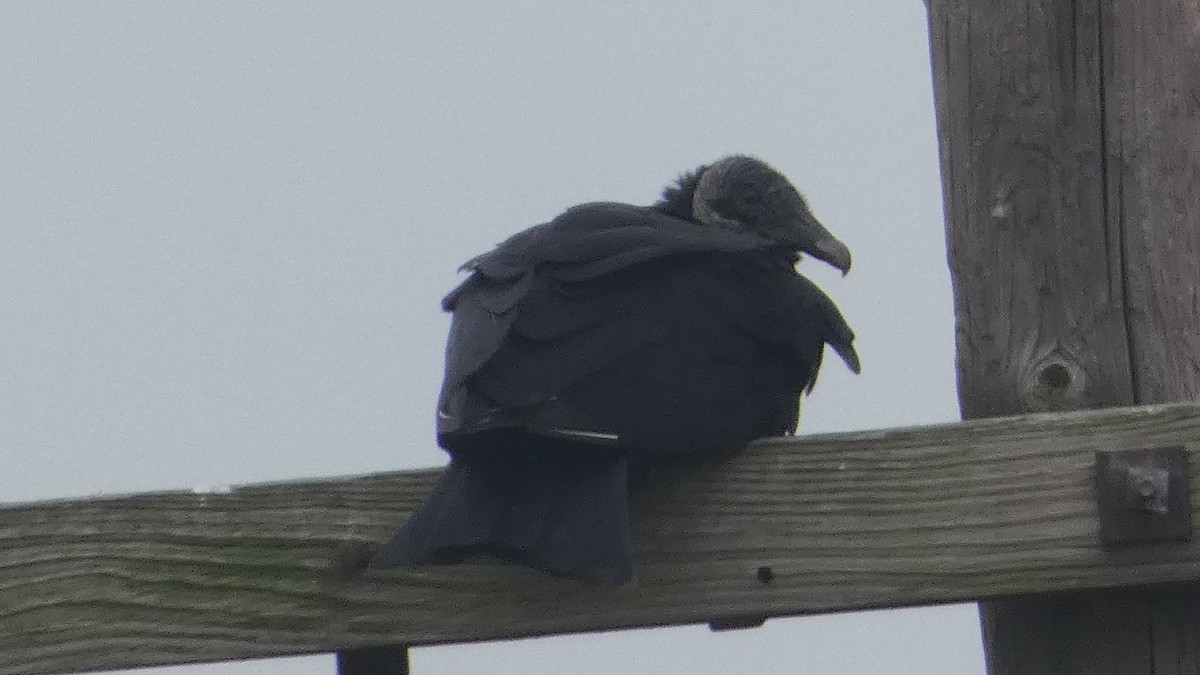 Black Vulture - Lynn Hollerman