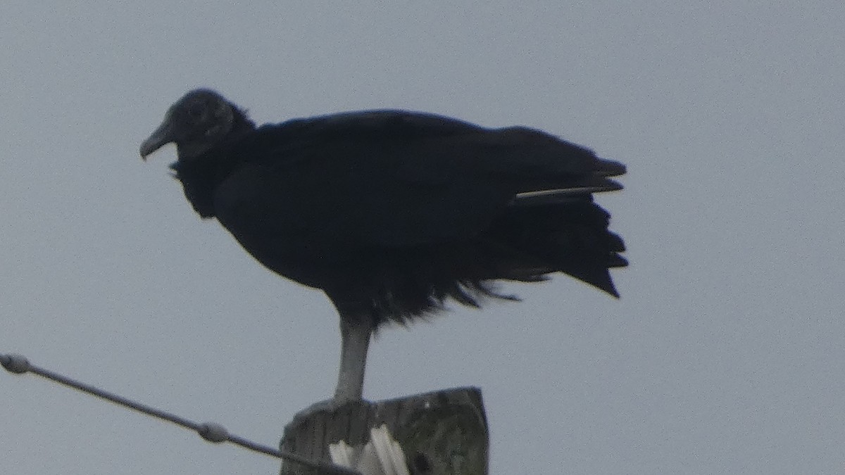 Black Vulture - Lynn Hollerman