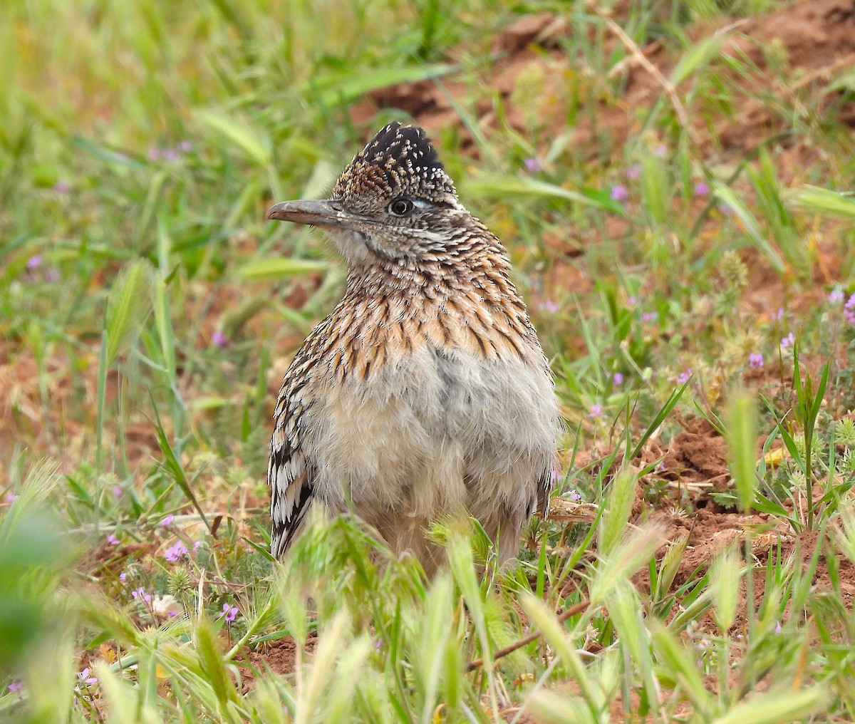 Greater Roadrunner - Ted Floyd