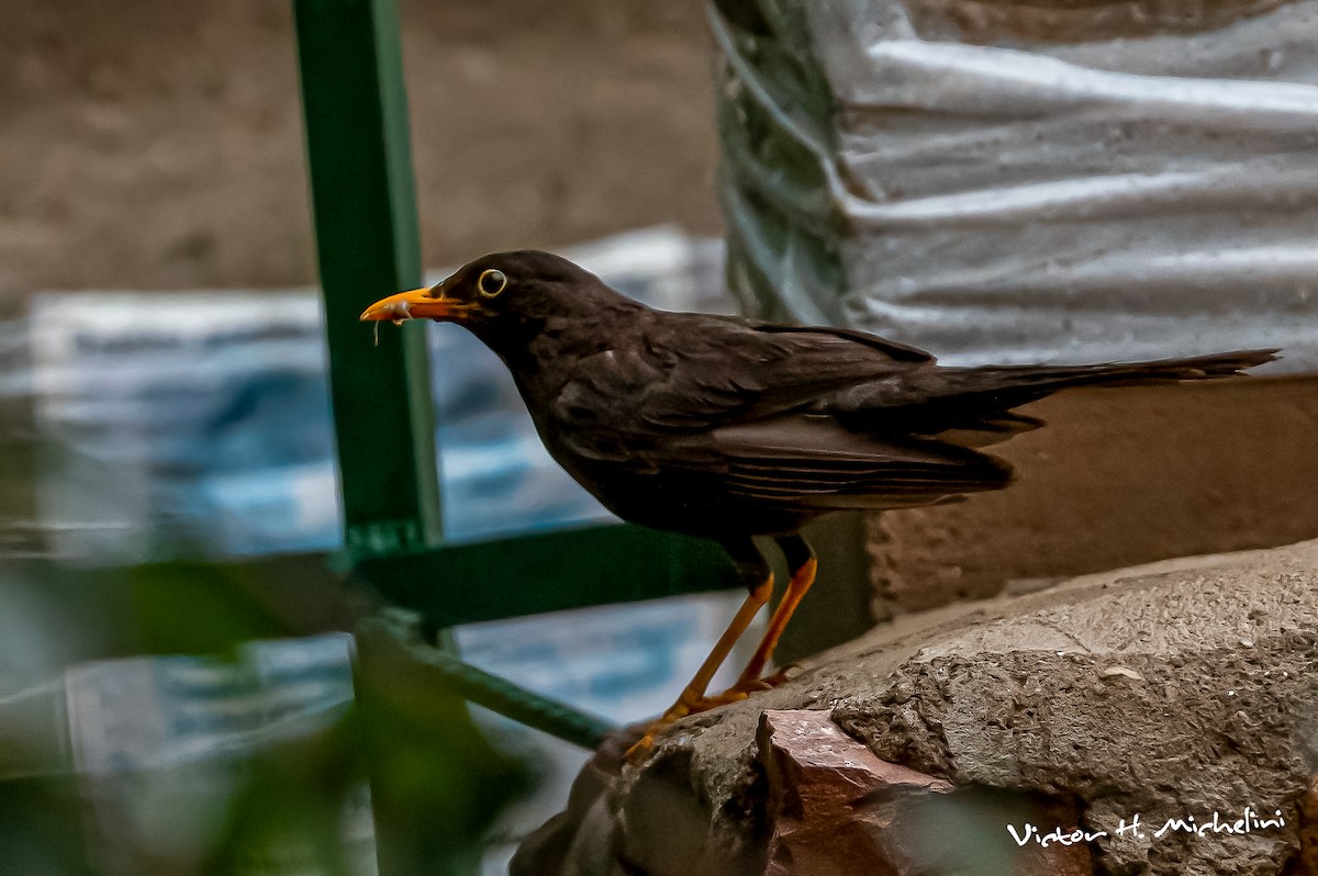 Chiguanco Thrush - Victor Hugo Michelini