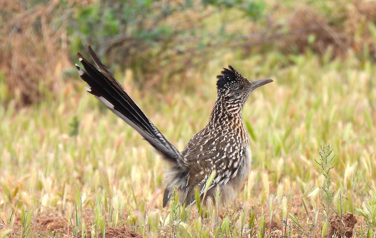 Greater Roadrunner - Ted Floyd