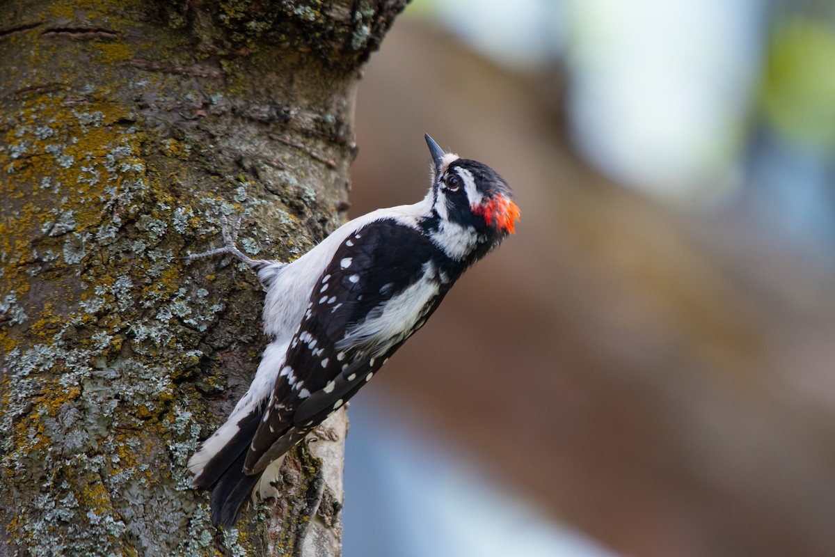 Downy Woodpecker - ML618118154