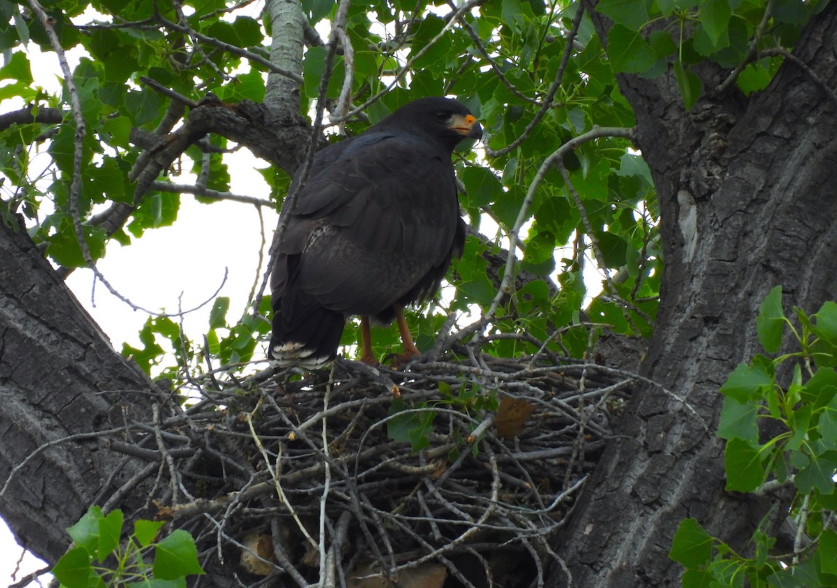 Common Black Hawk - Ted Floyd