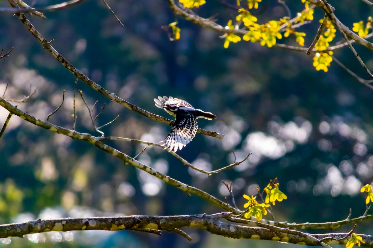 Downy Woodpecker - David Wilburn