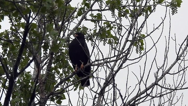 Common Black Hawk - ML618118179