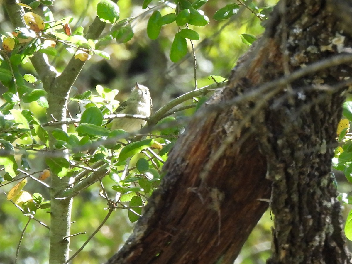 Hutton's Vireo - Kiandra Mitchell