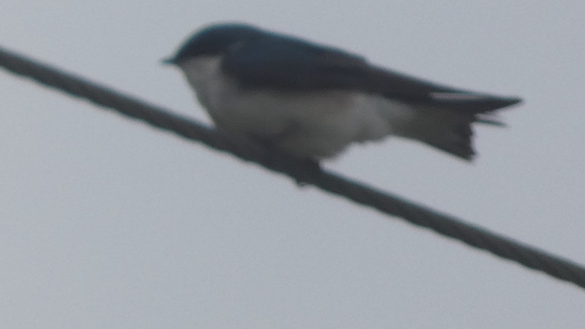 Tree Swallow - ML618118198