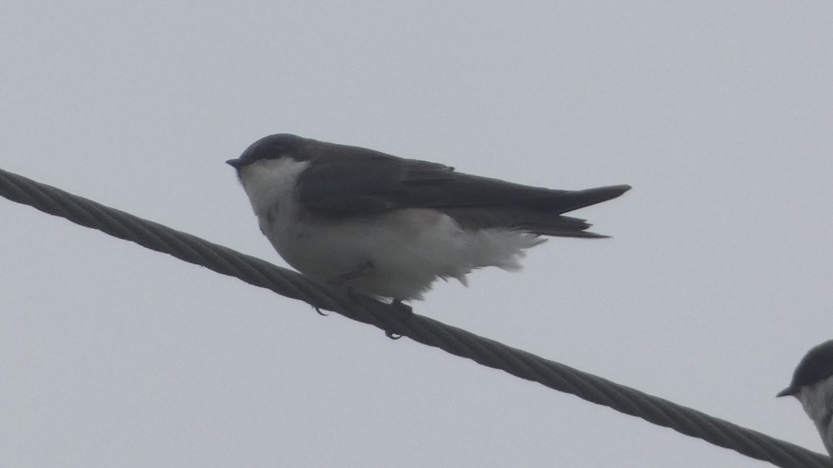 Tree Swallow - Lynn Hollerman