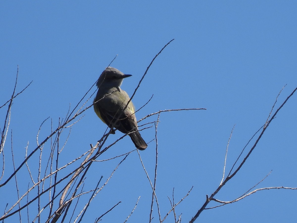 Western Kingbird - ML618118201