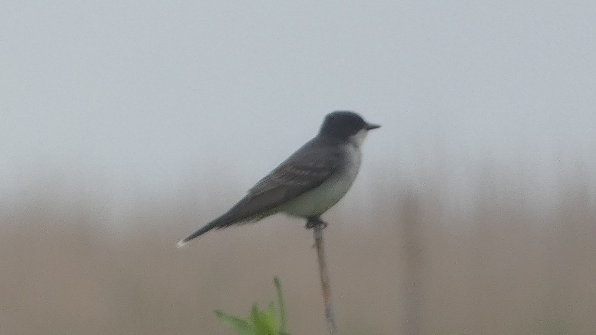 Eastern Kingbird - Lynn Hollerman