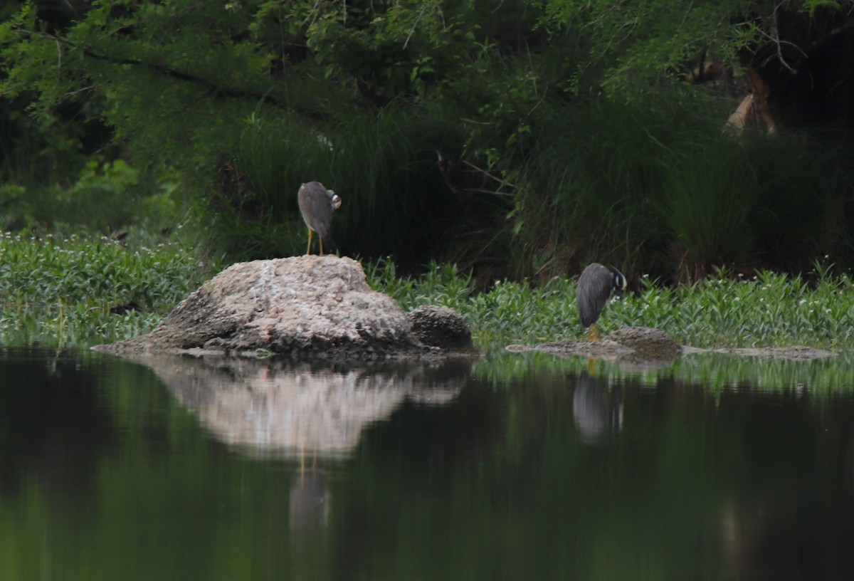 Yellow-crowned Night Heron - Ruth King