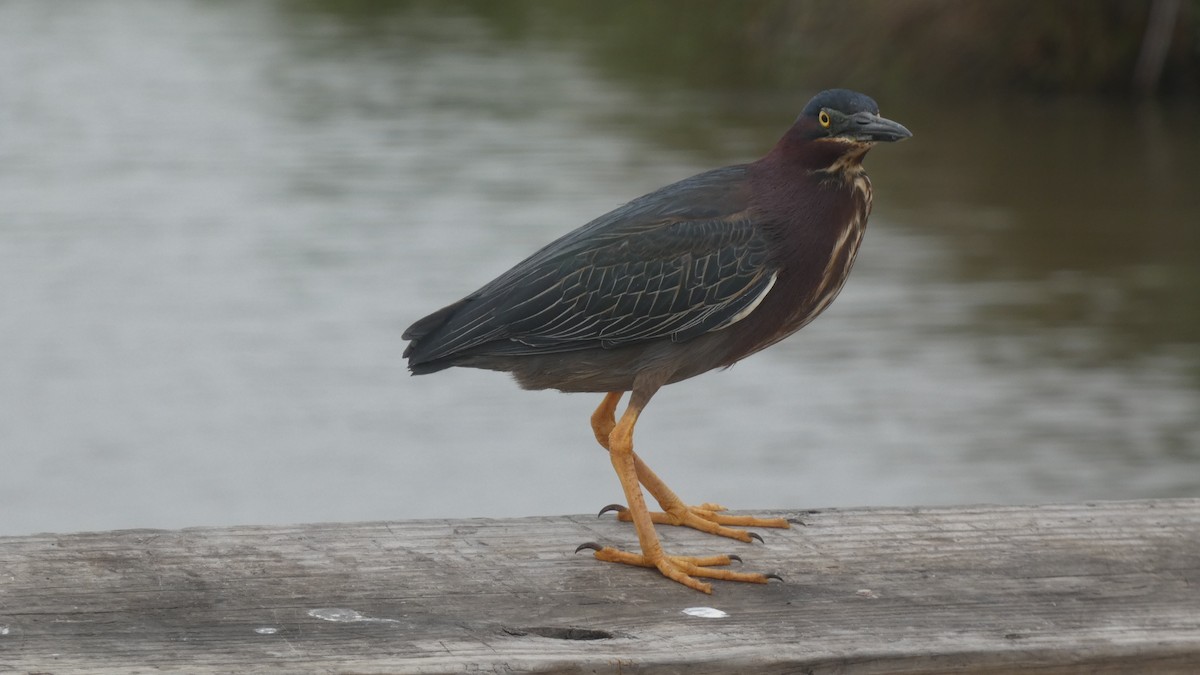 Green Heron - ML618118212