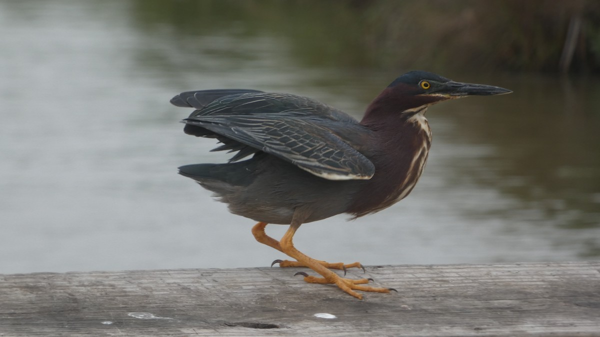 Green Heron - Lynn Hollerman