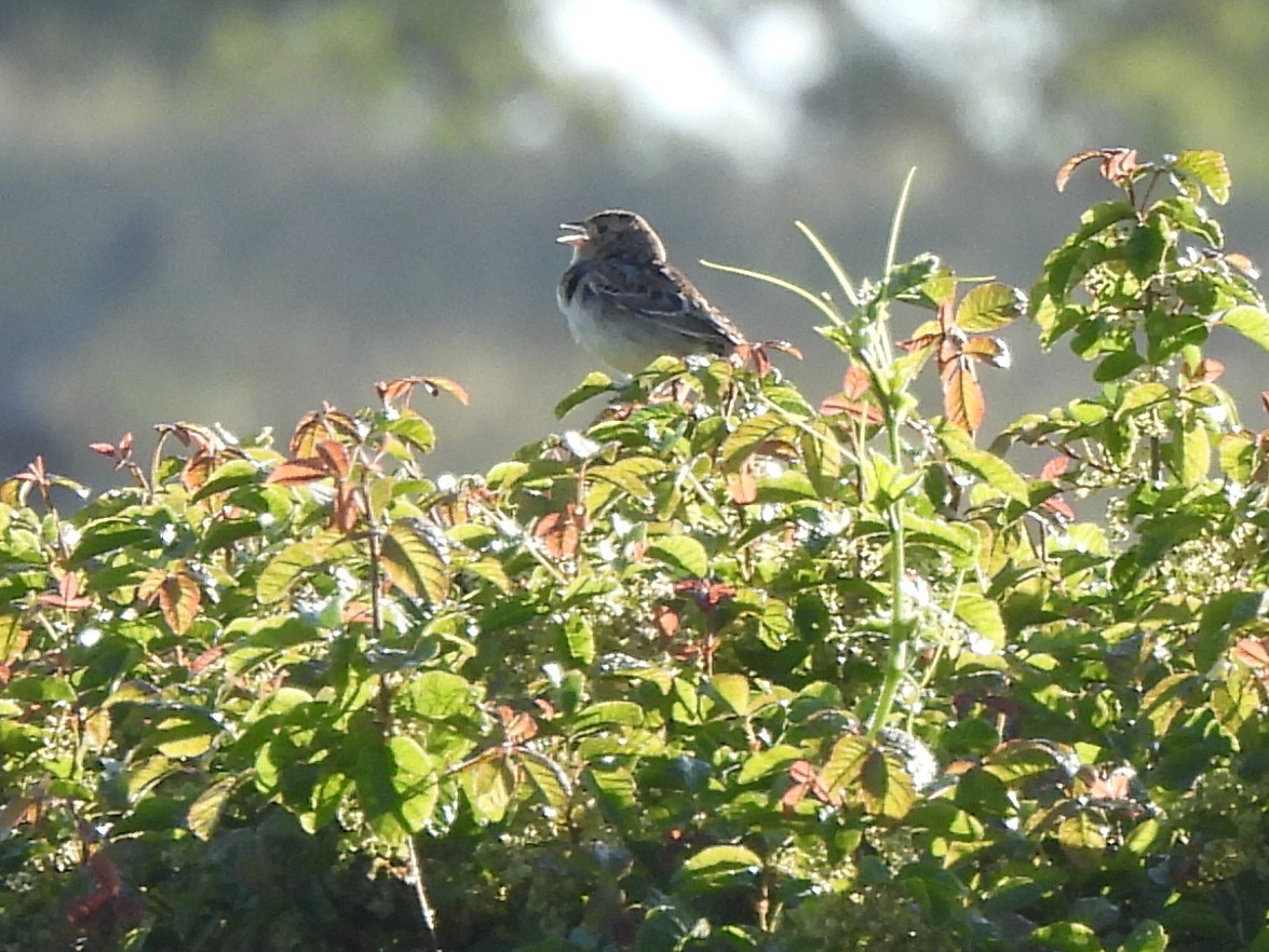 Grasshopper Sparrow - ML618118216