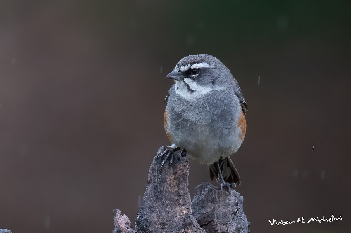 Rufous-sided Warbling Finch - ML618118220