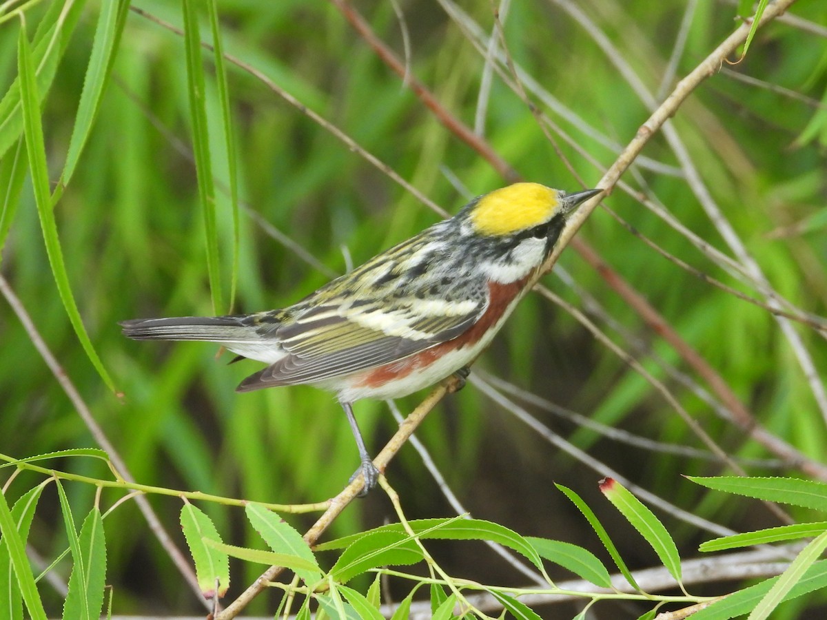Chestnut-sided Warbler - Terry  Little