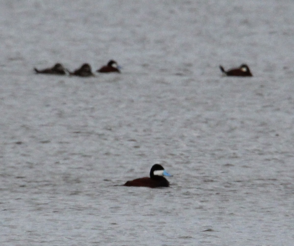 Ruddy Duck - ML618118252