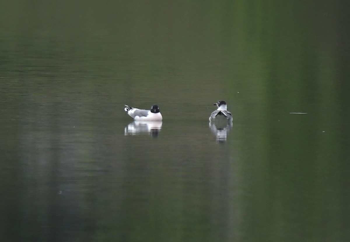 Franklin's Gull - ML618118253