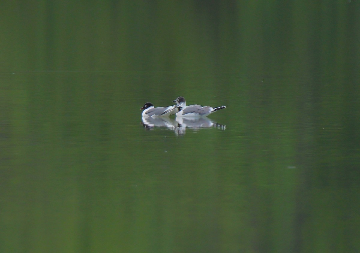 Franklin's Gull - ML618118257