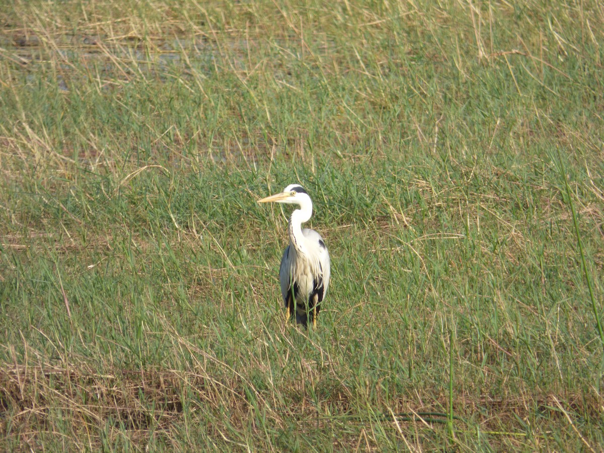 Gray Heron - ML618118260