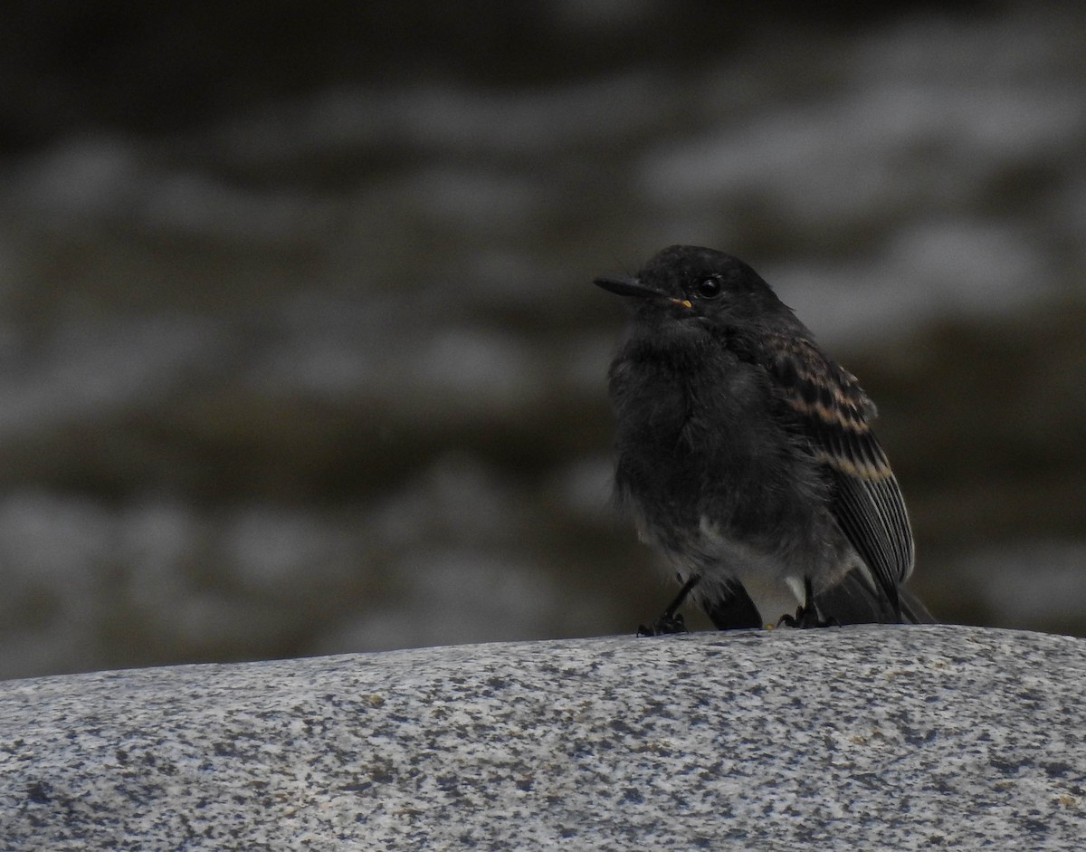 Black Phoebe - Evidalia Cortes