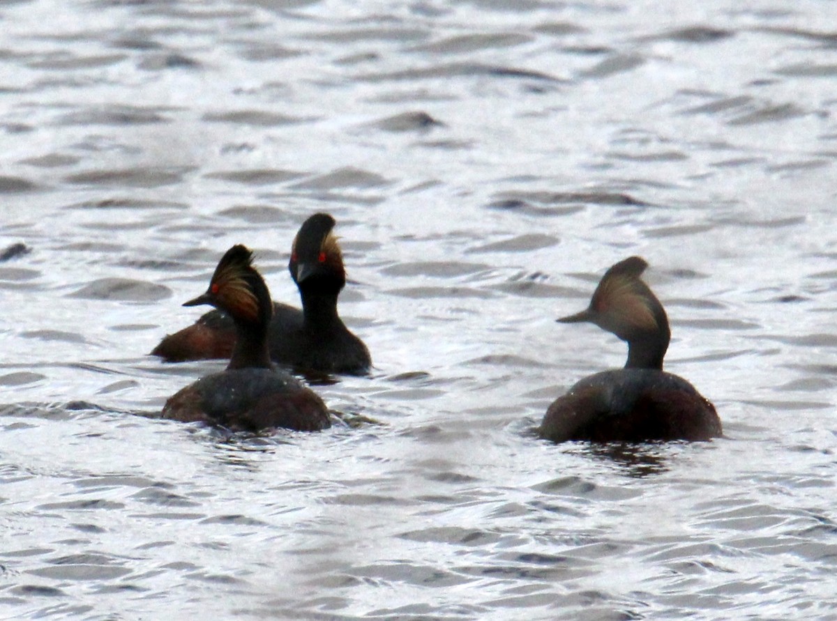 Eared Grebe - ML618118268