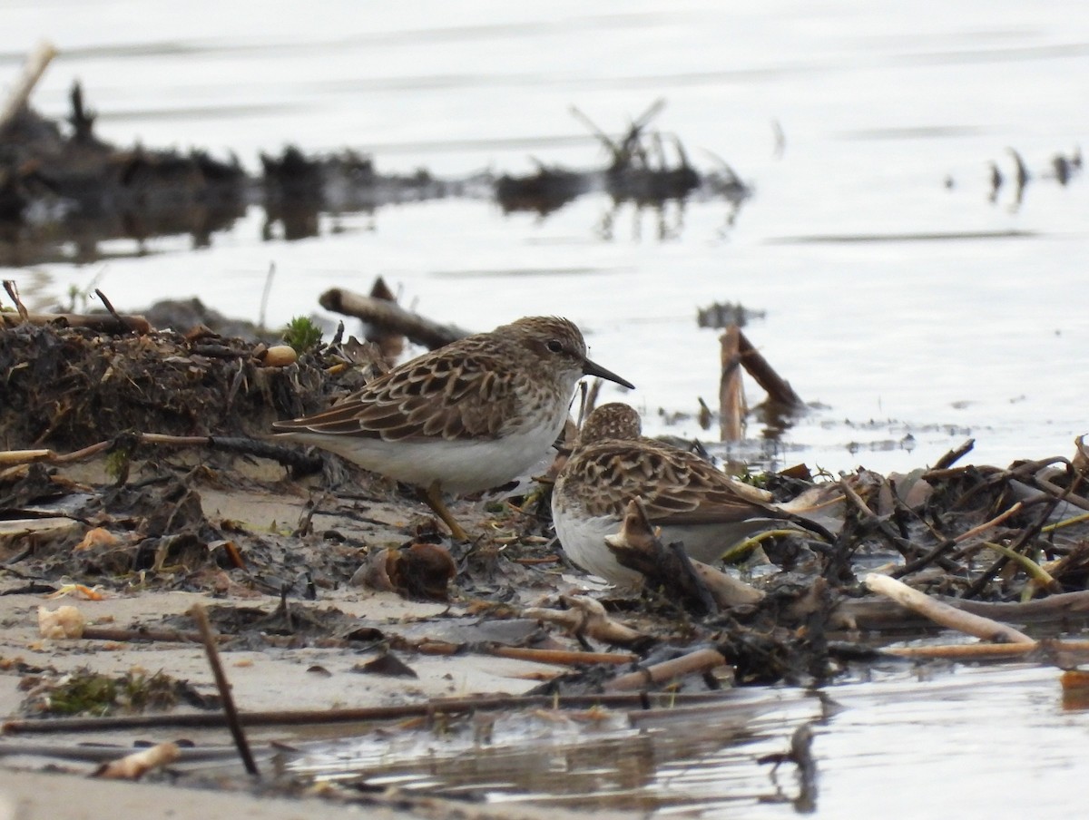 Least Sandpiper - Michael W. Sack