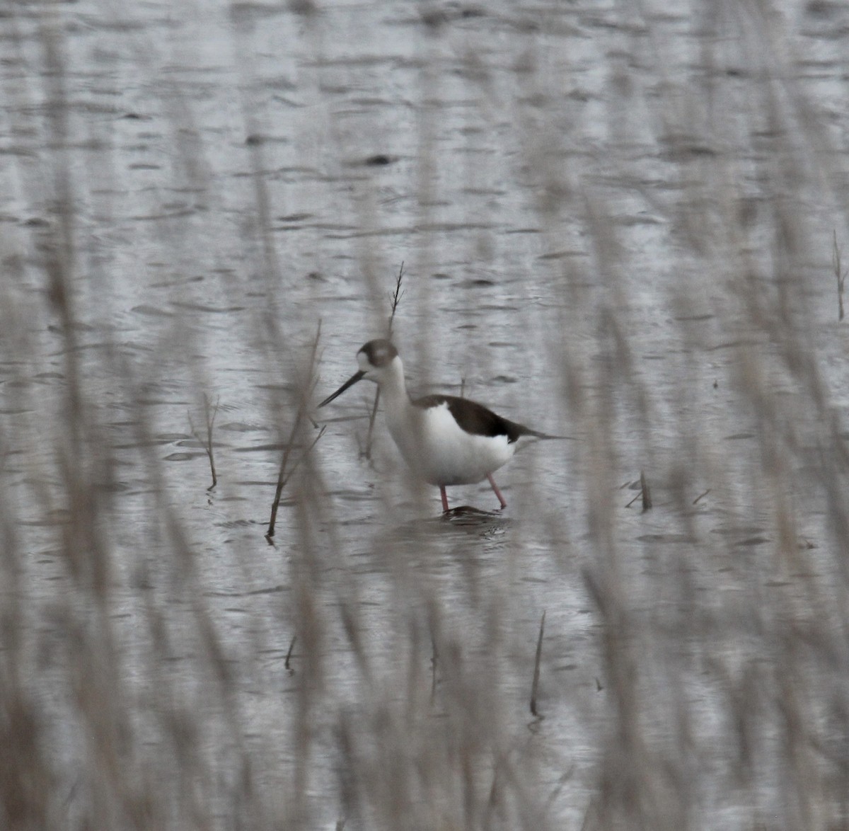 Black-necked Stilt - ML618118273