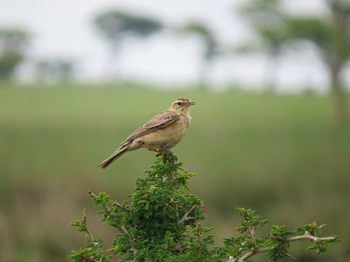 Long-billed Pipit - ML618118279