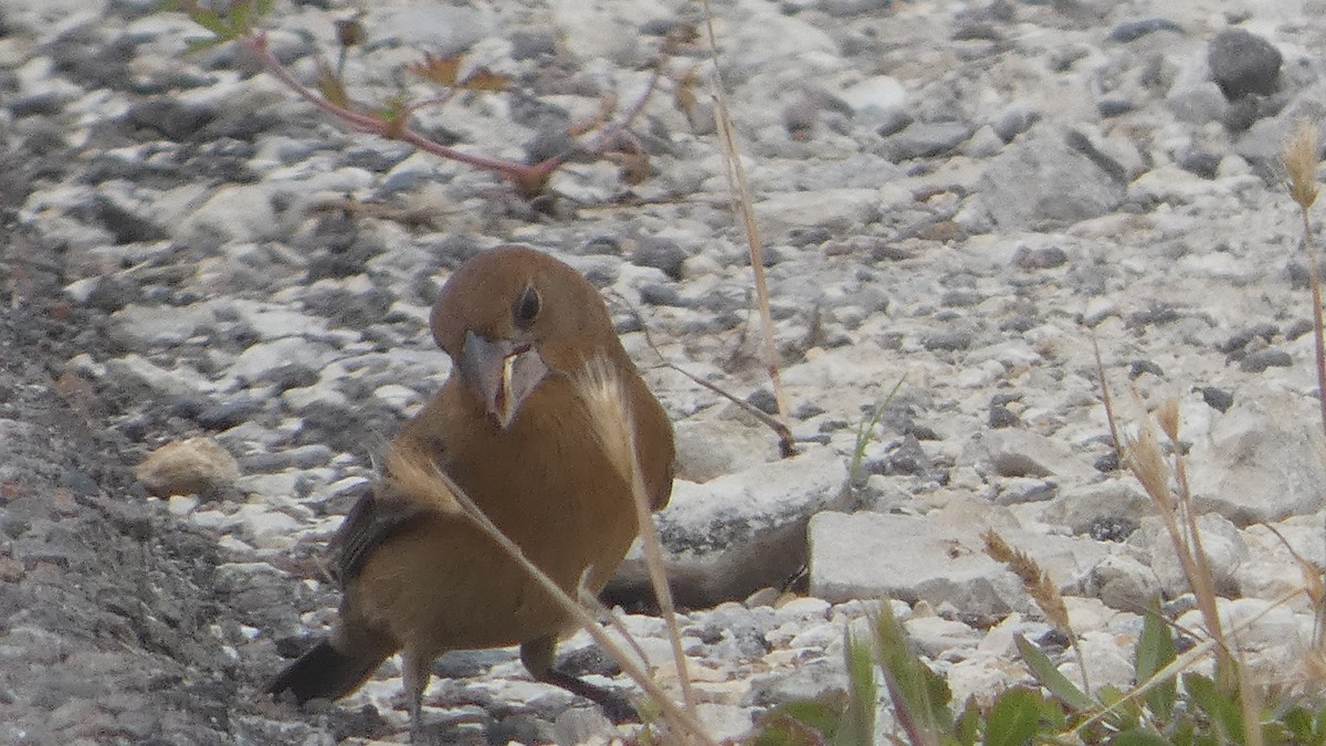 Blue Grosbeak - ML618118313