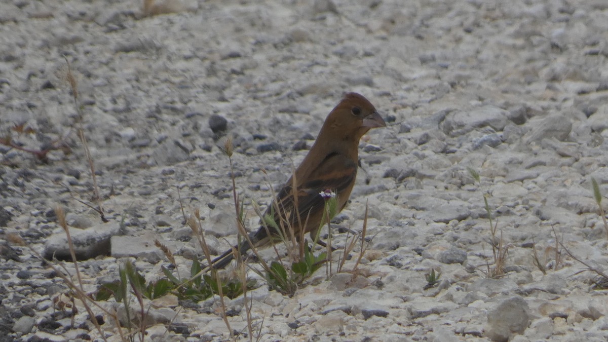 Blue Grosbeak - Lynn Hollerman