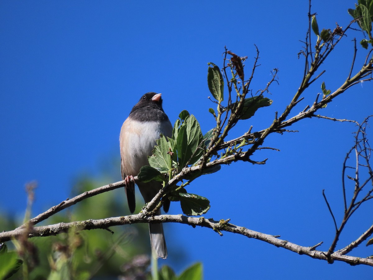 Dark-eyed Junco (Oregon) - Martha Pallin