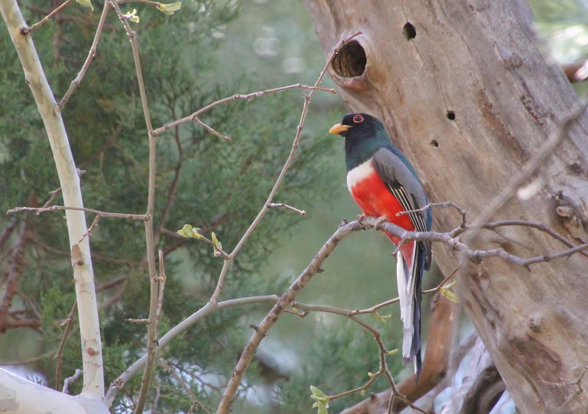 Elegant Trogon (Coppery-tailed) - Jared Peck