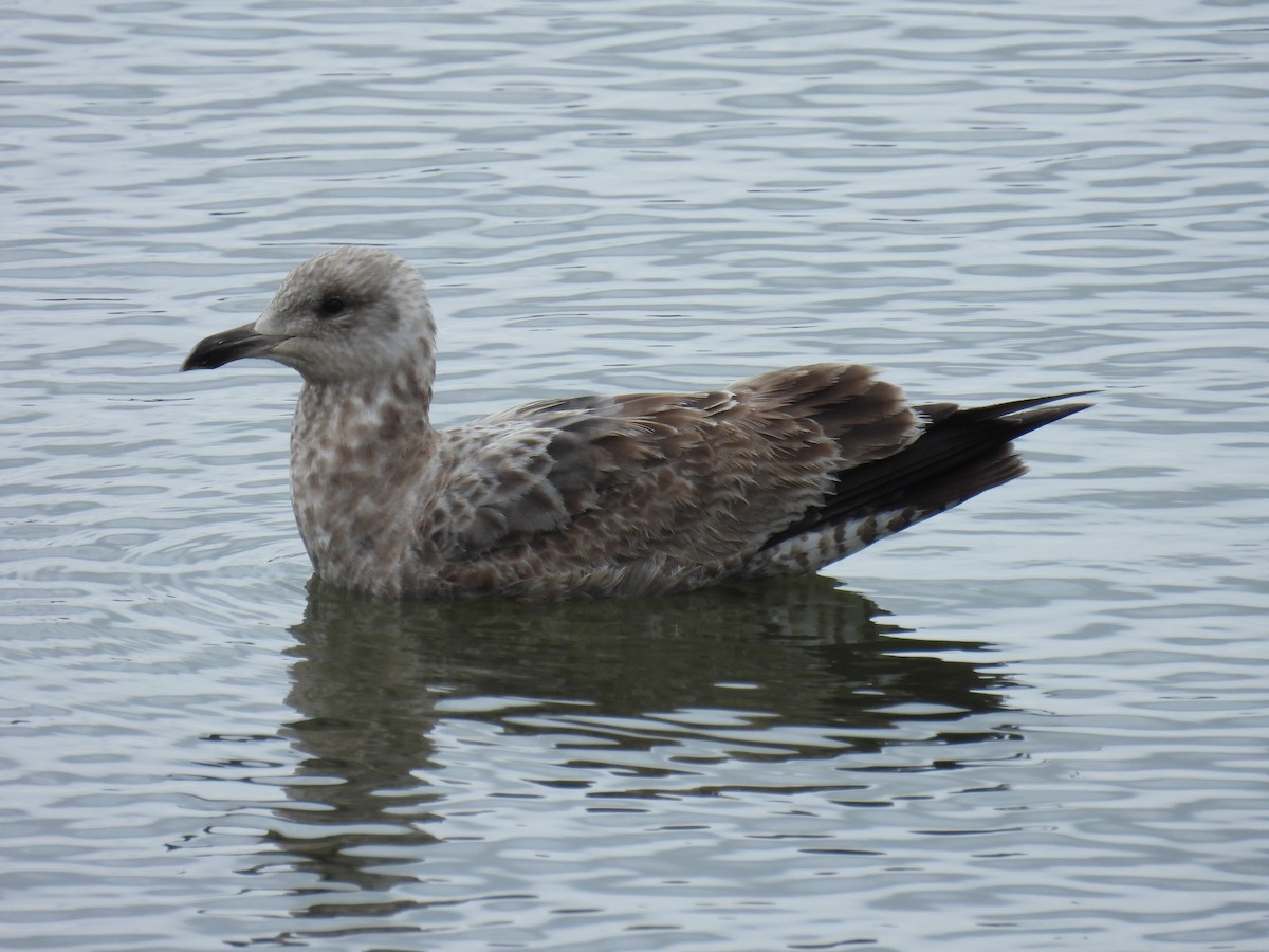 Herring Gull - Trish Berube