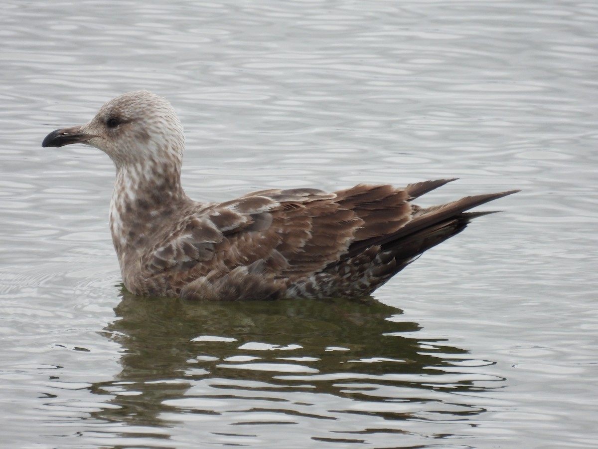 Herring Gull - Trish Berube