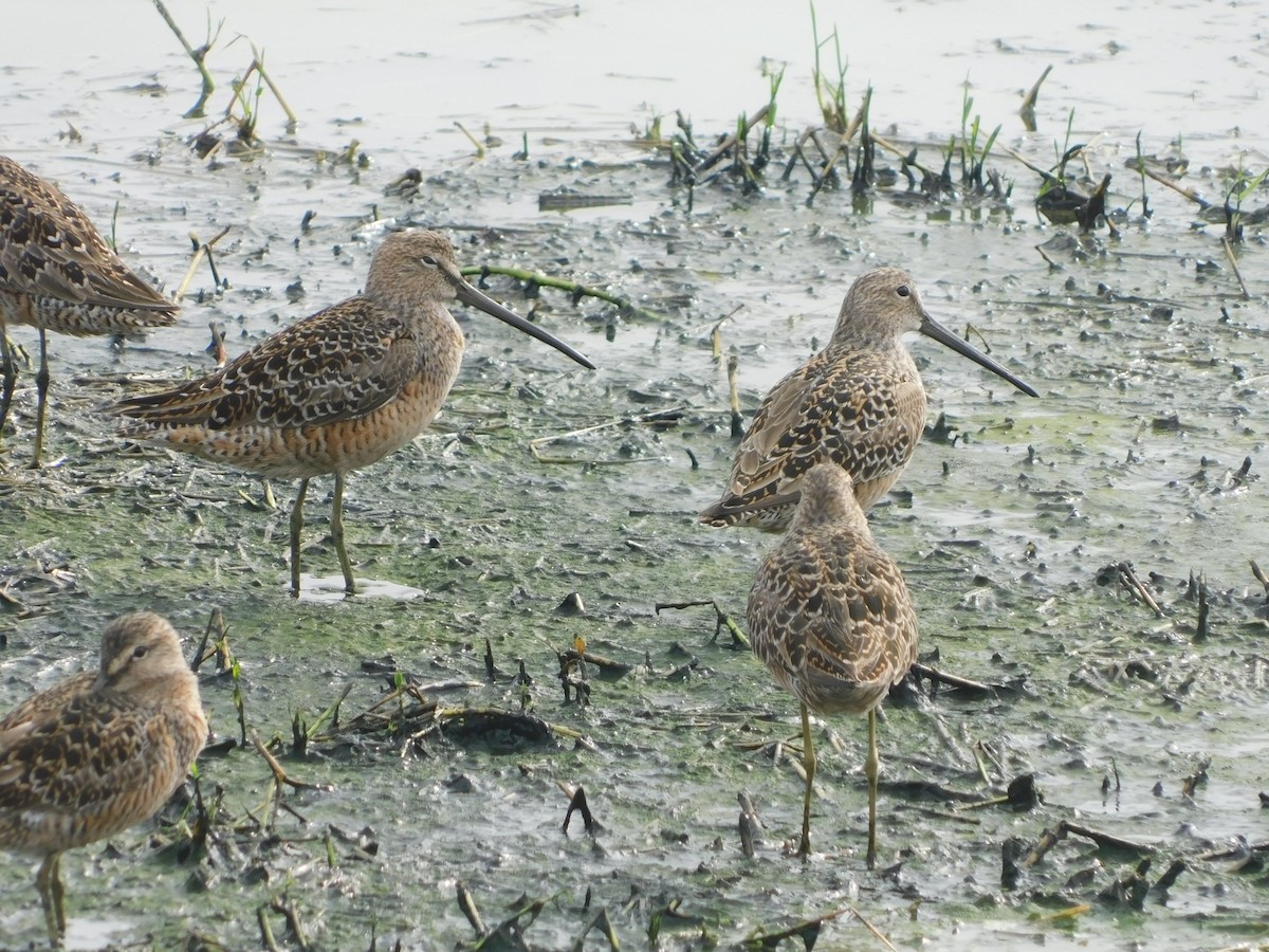 Long-billed Dowitcher - ML618118349