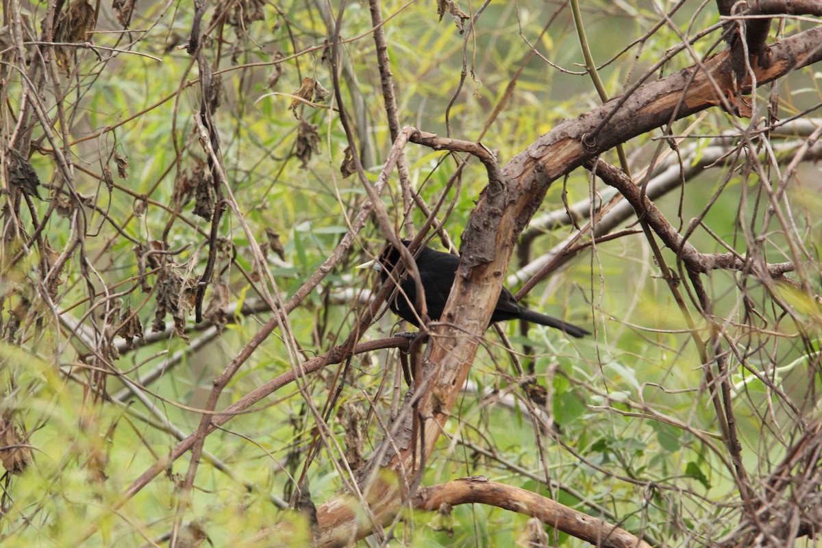 Solitary Black Cacique - Elisa Pieroni Javier Torres